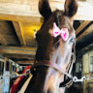 Meet your Posher, Maeve